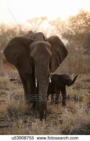 Female elephant with baby elephant, Kruger National Park, South Africa View Large Photo Image Stock Photography - Female elephant with baby elephant, Kruger National Park, South Africa. Fotosearch