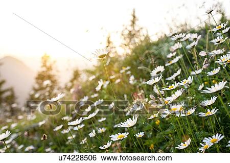 Stock Photograph - Field of flowers, Karwendel, Austria. Fotosearch