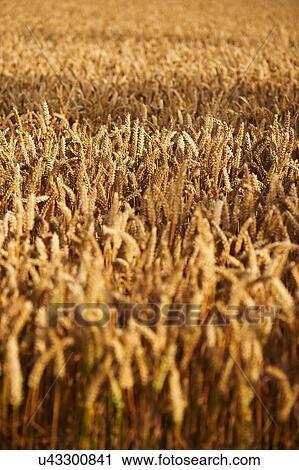Field of wheat View Large Photo Image Stock Image - Field of wheat. Fotosearch