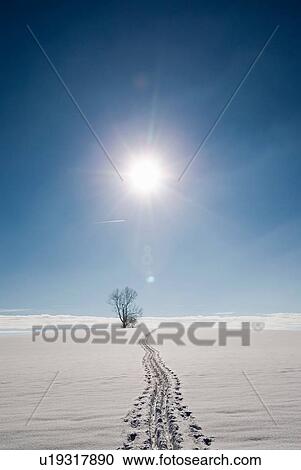 Footprints in snow covered sunlit landscape, Berg, Bavaria, Germany View Large Photo Image Stock Image - Footprints in snow covered sunlit landscape, Berg, Bavaria, Germany. Fotosearch
