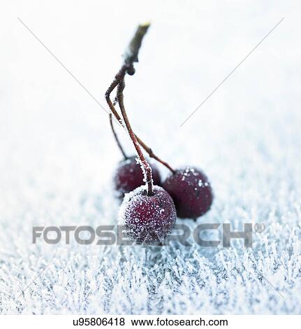Stock Photo - Frost on lawn and bunch of berries. Fotosearch