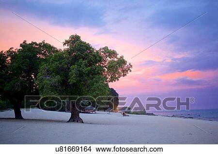 Picture - Fruit trees and tourist on lakeside beach at sunset, Chinteche, Malawi. Fotosearch