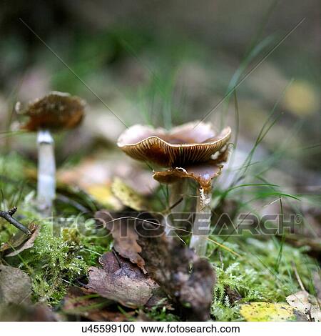 Fungus on autumn forest floor View Large Photo Image Stock Image - Fungus on autumn forest floor. Fotosearch