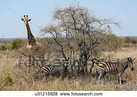 Stock Photo - Giraffe and zebra, Kruger National Park, South Africa. Fotosearch