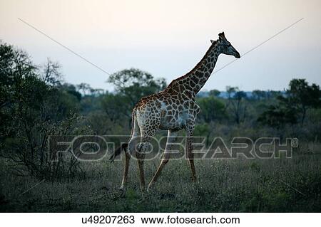 Stock Image - Giraffe at dusk, Sabi Sand Game Reserve, South Africa. Fotosearch