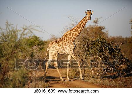 Stock Photo - Giraffe, Kruger National Park, South Africa. Fotosearch