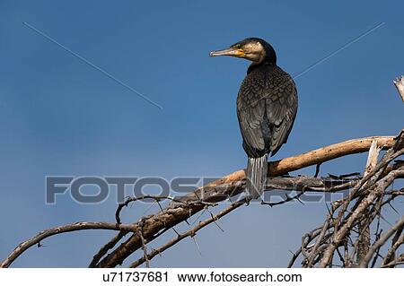 Stock Image - Great cormorant (Phalocrocorax carbo), Lake Naivasha, Kenya, Africa. Fotosearch