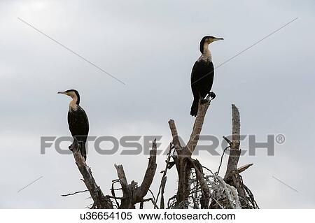 Great cormorants (Phalocrocorax carbo), Lake Naivasha, Kenya, Africa View Large Photo Image Stock Photography - Great cormorants (Phalocrocorax carbo), Lake Naivasha, Kenya, Africa. Fotosearch