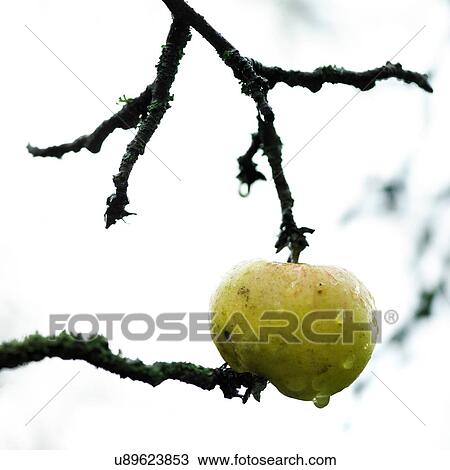 Green apple with water droplet between twigs View Large Photo Image Stock Image - Green apple with water droplet between twigs. Fotosearch