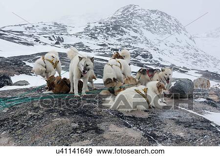 Stock Photo - Group of harnessed Greenland huskies in snow covered landscape, Ilulissat, Greenland. Fotosearch