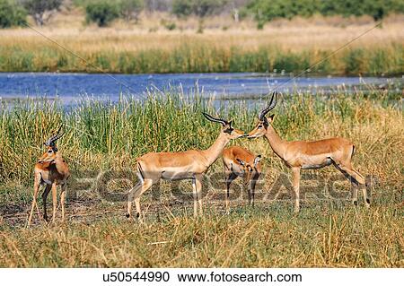 Stock Image - Group of impala, Botswana. Fotosearch