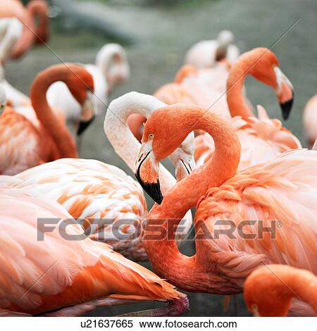 Group of wading pink flamingos View Large Photo Image Stock Photography - Group of wading pink flamingos. Fotosearch