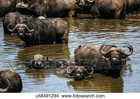 Picture - Herd of cape buffalo in water, Kruger National Park, South Africa. Fotosearch