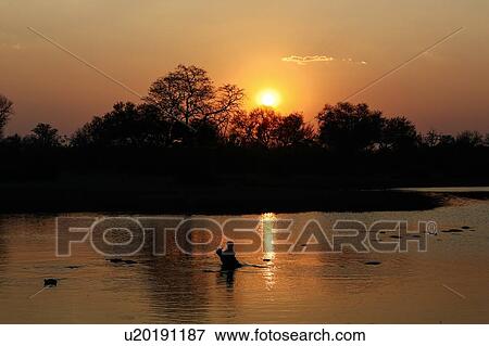 Stock Photo - Hippo rising out of water at sunset, Okavango Delta, Botswana. Fotosearch