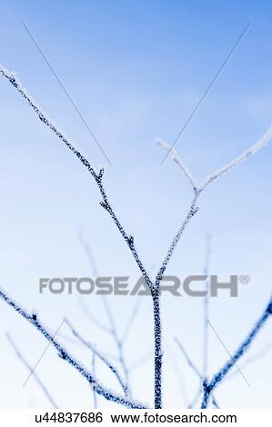 Hoar frost on twig against blue sky View Large Photo Image Stock Photograph - Hoar frost on twig against blue sky. Fotosearch