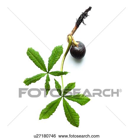 Stock Photograph - Horse chestnut sprouting seed and new leaf. Fotosearch