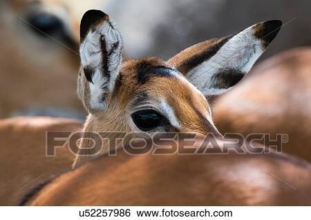 Impala (Aepyceros melampus), Lake Nakuru National Park, Kenya View Large Photo Image Stock Photograph - Impala (Aepyceros melampus), Lake Nakuru National Park, Kenya. Fotosearch