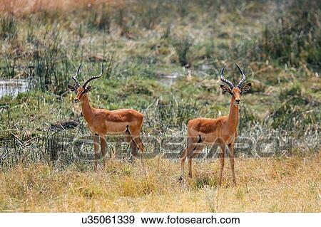 Stock Photo - Impala, Botswana. Fotosearch