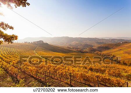 Stock Image - Landscape view with autumn vineyards at sunrise, Langhe, Piedmont, Italy. Fotosearch