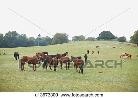 Large group of bay horses in field View Large Photo Image Stock Image - Large group of bay horses in field. Fotosearch
