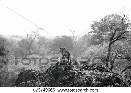 Stock Photograph - Leopard in African landscape, Kruger National Park, South Africa. Fotosearch