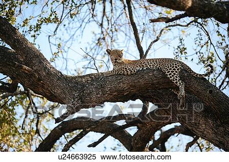 Stock Photography - Leopard in tree, Kruger National Park, South Africa. Fotosearch