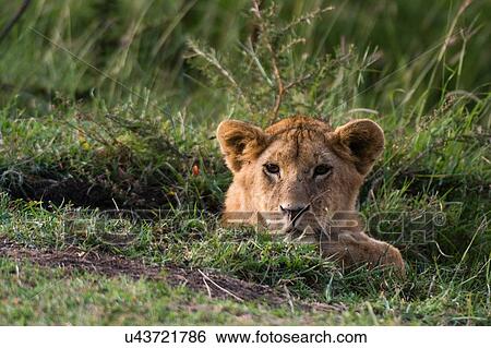 Stock Photograph - Lion cub (Panthera leo), Masai Mara, Kenya, Africa. Fotosearch