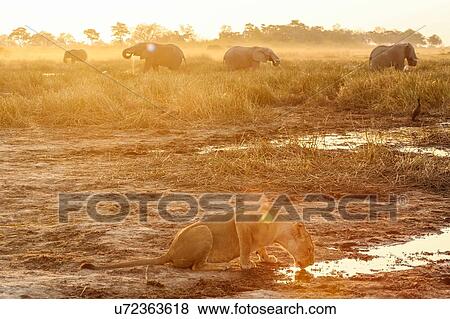Lioness drinking water, elephants in background, Botswana View Large Photo Image Stock Photo - Lioness drinking water, elephants in background, Botswana. Fotosearch