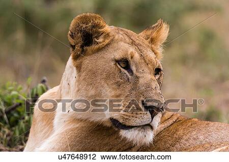Stock Image - Lioness (Panthera leo), Masai Mara, Kenya, Africa. Fotosearch
