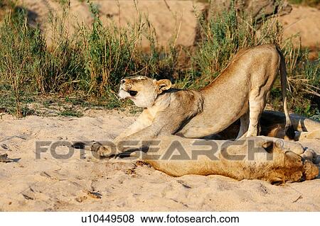 Stock Photo - Lioness stretching, Sabi Sand Game Reserve, South Africa. Fotosearch