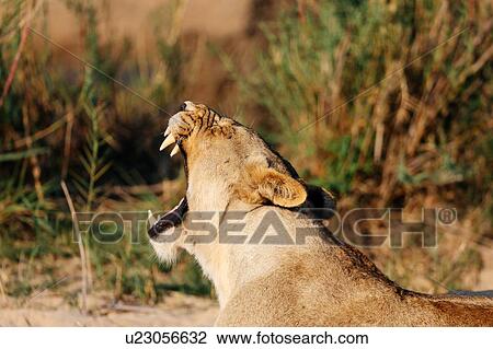 Stock Image - Lioness yawning, Sabi Sand Game Reserve, South Africa. Fotosearch
