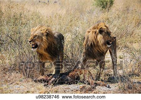 Lions with kill (buffalo calf), Okavango Delta, Botswana View Large Photo Image Stock Photograph - Lions with kill (buffalo calf), Okavango Delta, Botswana. Fotosearch