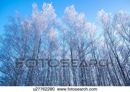 Low angle view of snow covered bare trees against blue sky, Ural, Russia View Large Photo Image Stock Image - Low angle view of snow covered bare trees against blue sky, Ural, Russia. Fotosearch