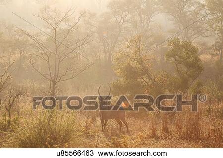 Stock Image - Male waterbuck at sunset, Kruger National Park, South Africa. Fotosearch