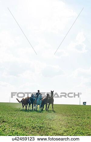 Stock Image - Man riding and leading six horses in field. Fotosearch