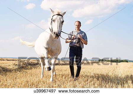 Stock Photo - Man training trotting white horse in field. Fotosearch