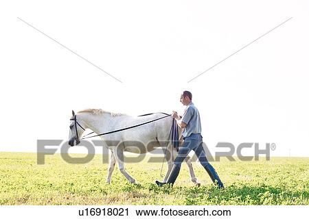 Man training white horse in field View Large Photo Image Stock Image - Man training white horse in field. Fotosearch