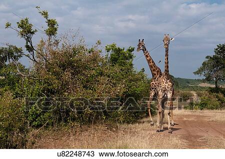 Stock Image - Masai giraffe (Giraffa c. tippelskirchi), Masai Mara, Kenya, Africa. Fotosearch