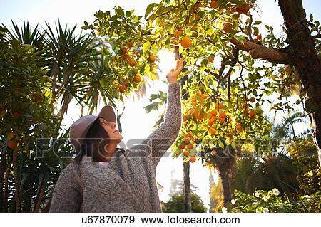 Stock Photo - Mature woman reaching for orange on tree, Seville Spain. Fotosearch