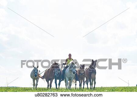 Stock Image - Mid adult woman riding and leading six horses in field. Fotosearch