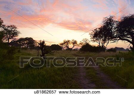 Stock Photo - Moremi Game Reserve, Okavango Delta, Botswana. Fotosearch