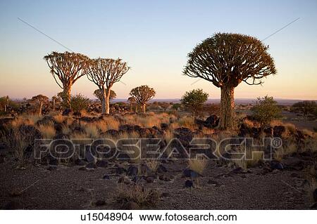 Picture -  Namibian Quiver trees, Keetmanshoop, Namibia. Fotosearch