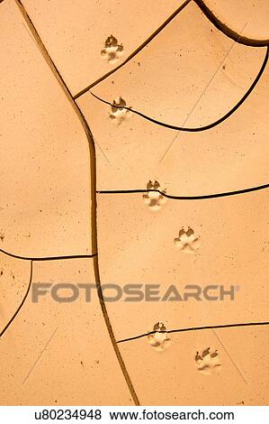 Overhead view of animal footprints on cracked soil View Large Photo Image Stock Photo - Overhead view of animal footprints on cracked soil. Fotosearch
