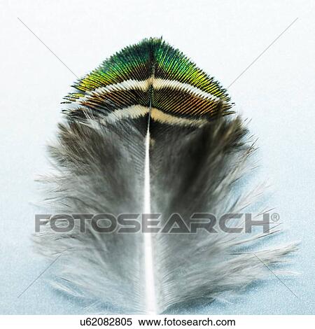 Peacock feather with green and turquoise tip View Large Photo Image Stock Photography - Peacock feather with green and turquoise tip. Fotosearch