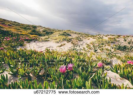 Stock Photography - Pink wildflowers on sand dunes, Sorso, Sassari, Sardinia, Italy. Fotosearch