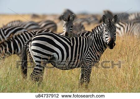 Stock Image - Plains zebras (Equus quagga), Masai Mara, Kenya, Africa. Fotosearch