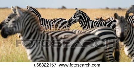 Stock Photo - Plains zebras (Equus quagga), Masai Mara, Kenya, Africa. Fotosearch