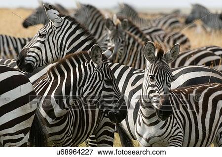 Stock Photo - Plains zebras (Equus quagga), Masai Mara, Kenya, Africa. Fotosearch