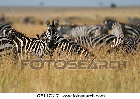 Plains zebras (Equus quagga), Masai Mara, Kenya, Africa View Large Photo Image Stock Photo - Plains zebras (Equus quagga), Masai Mara, Kenya, Africa. Fotosearch