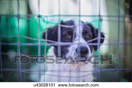 Portrait of alert dog behind wire fence View Large Photo Image Stock Image - Portrait of alert dog behind wire fence. Fotosearch